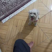 سگ شیتزو|سگ|سیرجان, |دیوار