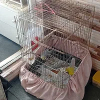 عروس هلندی|پرنده|باسمنج, |دیوار