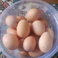 تخم مرغ لاری