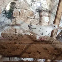 کبوتر پرشی|پرنده|کاشان, طاهرآباد|دیوار