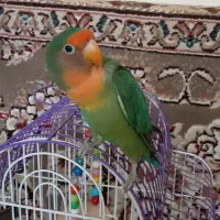 جوجه‌طوطی‌‌برزیلی