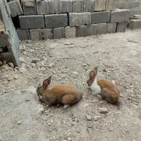 خرگوش علامرودشت لامرد