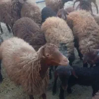 بره نژاد مهربان