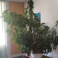 گل )درختچه( شفرلا