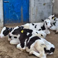 ۱۰راس گوساله نرهلیشتاین  ۳راس سیمنتال نر