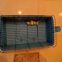 وسایل خوکچه هندی و خرگوش|لوازم جانبی حیوانات|تهران, امیریه|دیوار