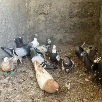 کفتر قلدور