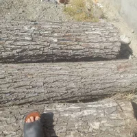 فروش چوب باغی