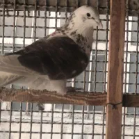 یه تعداد حیون درجه یک نر و ماده|پرنده|تهران, خزانه|دیوار