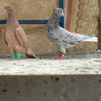کبوتربوم