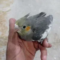 طوطی هلندی