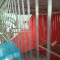 دوعدد سهره سفید نر وماده