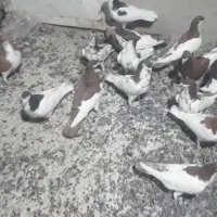 ۱۴کفترشهری پرشی|پرنده|سیمکان, |دیوار