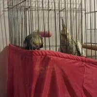 طوطی عروس جفت. نره کاملا حرف میزنه|پرنده|رشت, پل تالشان|دیوار