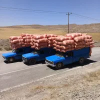 کاه گندم دیم درجه یک