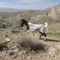 بز پاکستانی اصل