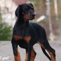 واگذار توله دوبرمن اصیل تیپ اروپایی