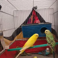 ۶عددمرغ عشق|پرنده|شیراز, ریاستی|دیوار