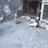 نرماده طوقی|حیوانات|شیراز, لشکری‎|دیوار