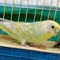 جفت مرغ عشق مولد نژاد دار در حال تخم گذاری|پرنده|بم, |دیوار