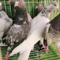 8عدد کبوتر پاکستانی|پرنده|میناب, |دیوار