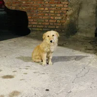 سگ خانگی پاکوتاه