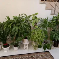 تعداد چند عدد گل به فروش میرسد