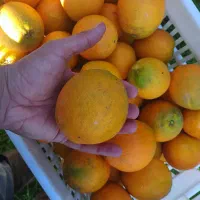 پرتغال تامسون ناول|خوردنی و آشامیدنی|گلوگاه بابل (گلیا), |دیوار