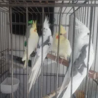 جوجه عروس هلندی