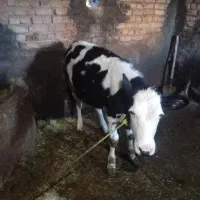 ۲گوساله خوش رخ