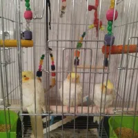 عروس هلندی دستی