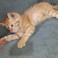 گربه فروشی چشم عسلی عادتی|گربه|تربت جام, المهدی|دیوار