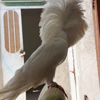 جفت شامپیون و صرب