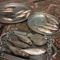 ماهی تازه از دریا گرفته شده