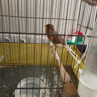 قناری|پرنده|چهاردانگه (تهران), |دیوار