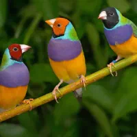 جوجه گلدین سهره قناری کوتوله عروس هلندی طوطی