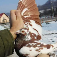 کبوتر کفتر پرنده