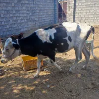 گاو داشتی|حیوانات مزرعه|میناب, |دیوار