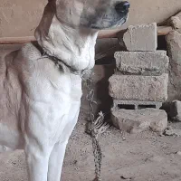 ماده سگ خراسانی|سگ|بجنورد, |دیوار