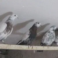 کبوتر پروازی|پرنده|رشت, شهرک قدس|دیوار