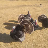 بوقلمون نر محلی ۲ساله|حیوانات مزرعه|دیواندره, |دیوار