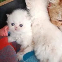 پرشین های کوچولو