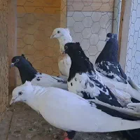 کبوتر رنگی|پرنده|ضیاء آباد, |دیوار