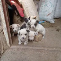 سگ پا کوتاه|سگ|کرمانشاه, |دیوار