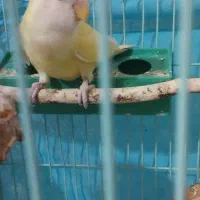 طوطی برزیلی زیبا|پرنده|تربت جام, کلالی|دیوار