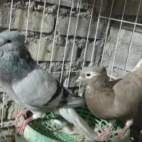کبوتر جو جه گیری
