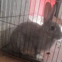 خرگوش به خاطره جابه جایی