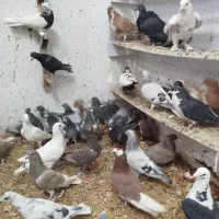 کفتر یا کبوتر بیرونی ب شرط هوا|پرنده|شیراز, پودنک|دیوار