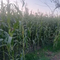 ذرت علوفه ای|عمدهفروشی|سرخنکلاته, |دیوار