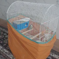 دو عده مرغ عشق سالم وسر حال با قفس یکجا